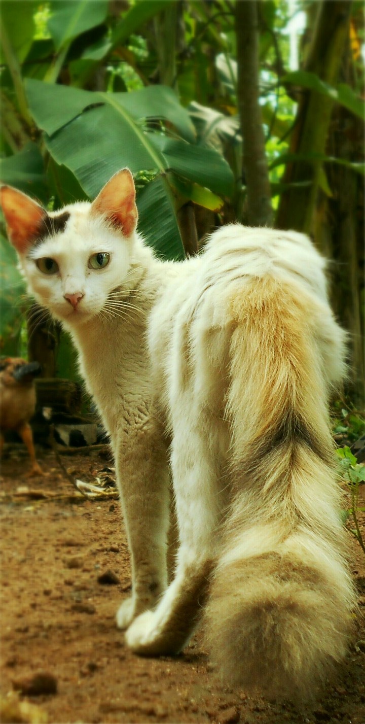 cat