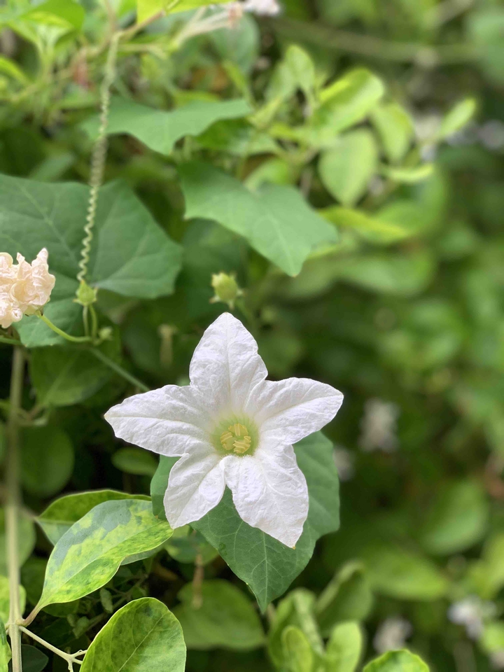 flowersphotography