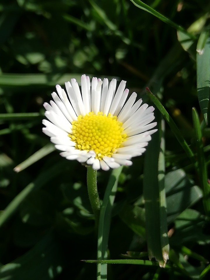 kwiaty #flowers