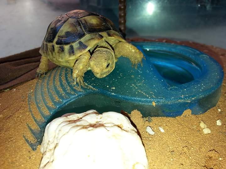 tortoise