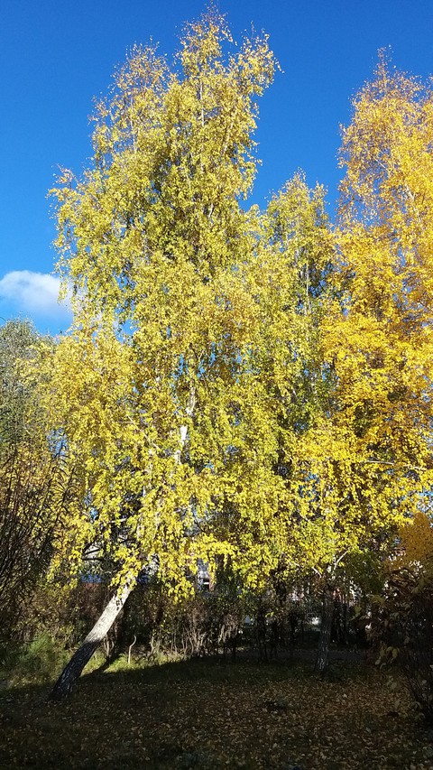 tree