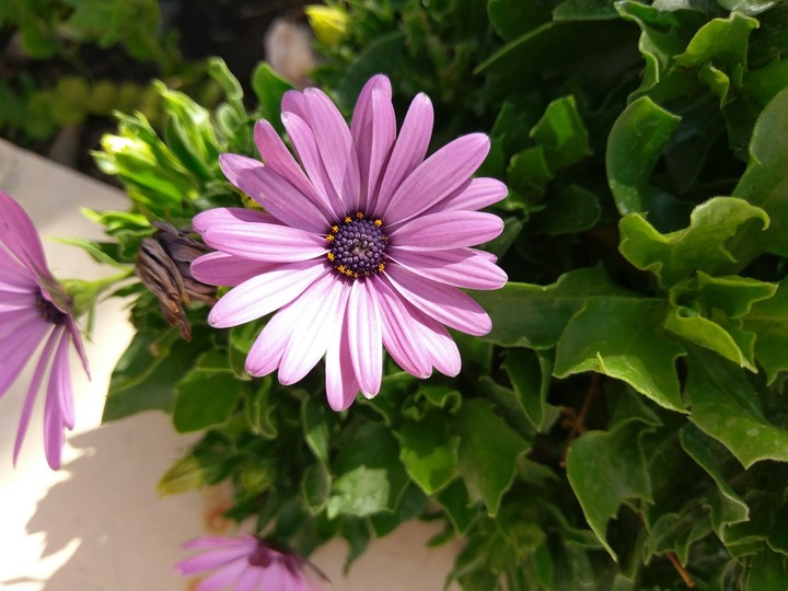 Little pink flower