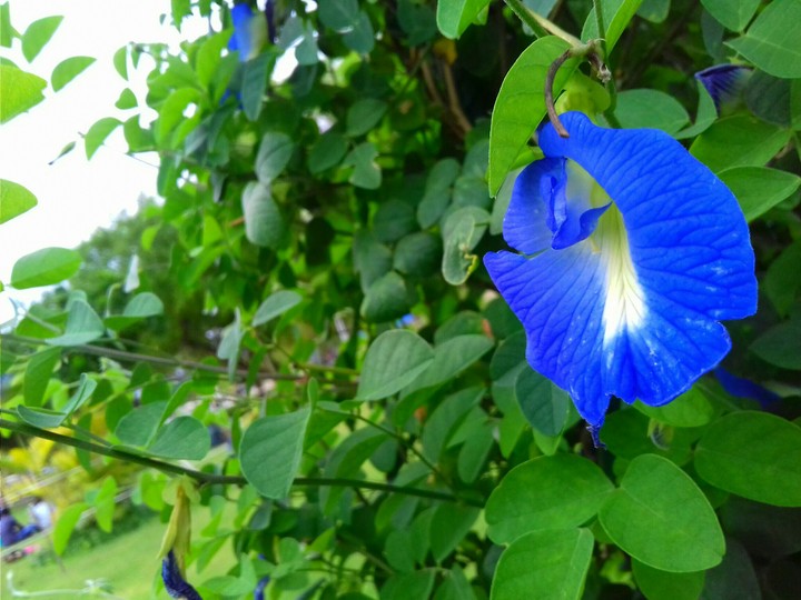 Blue Flower/Maldives