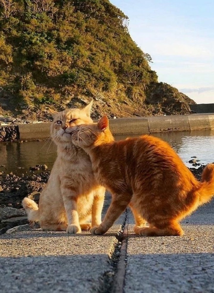 Animals
