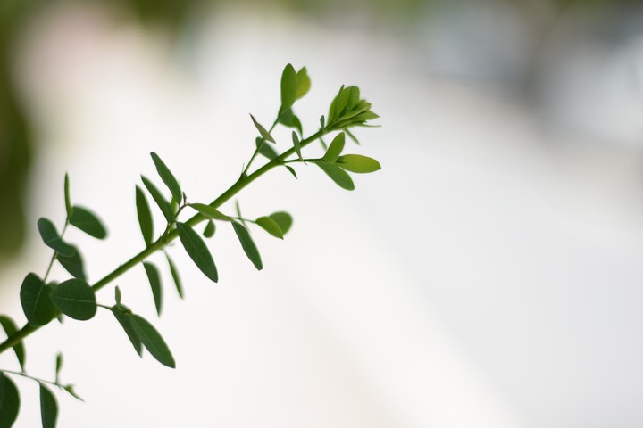 Raw Leaves