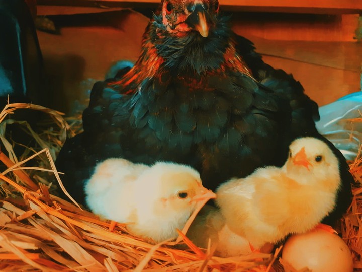 Chick