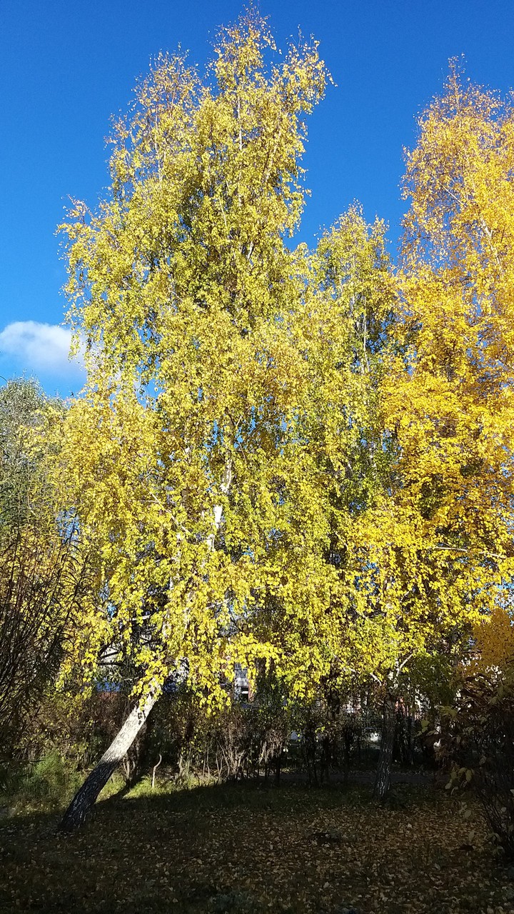 tree