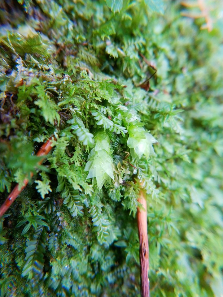 Grass