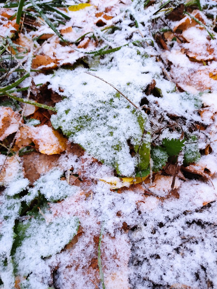 leaves and snow