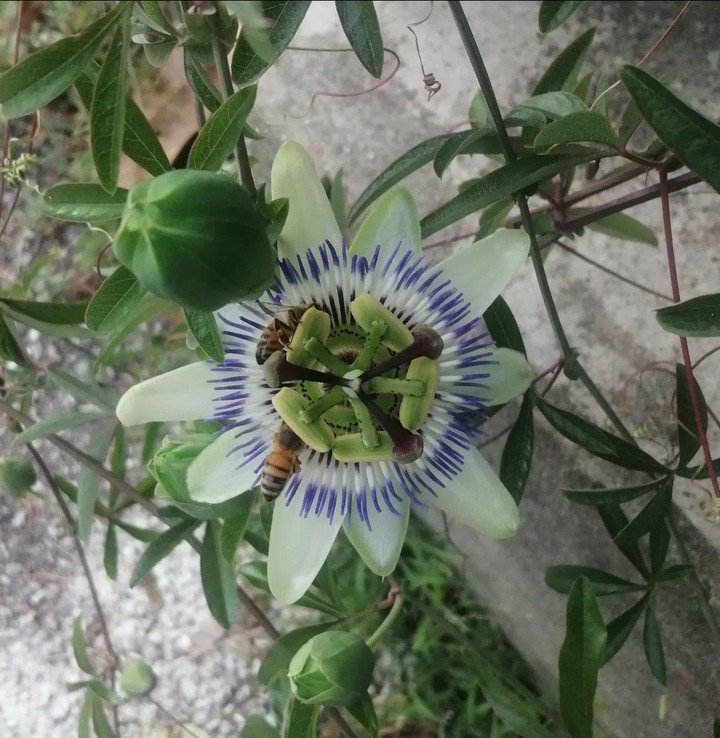 .