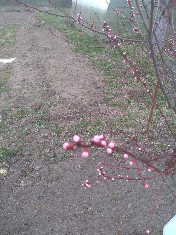 Apricot branch