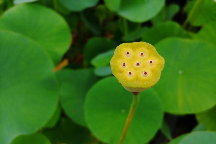 연밥
