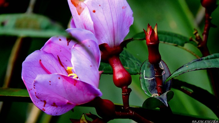 flowers