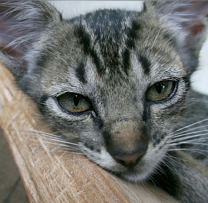 cat