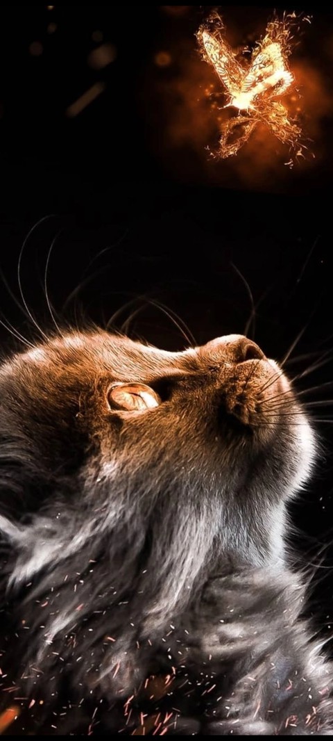 dog, whiskers háttérképek