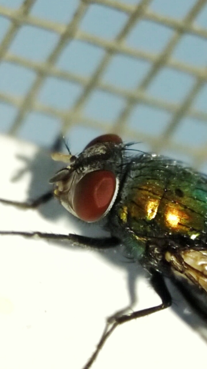 fly