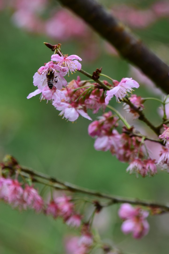 Flower and bee