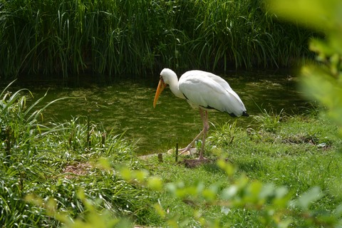 nature photography