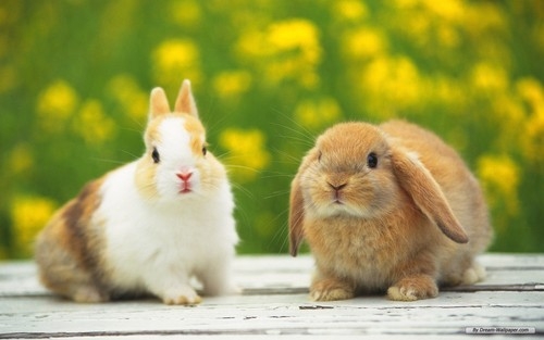Cute Bunnies ❤