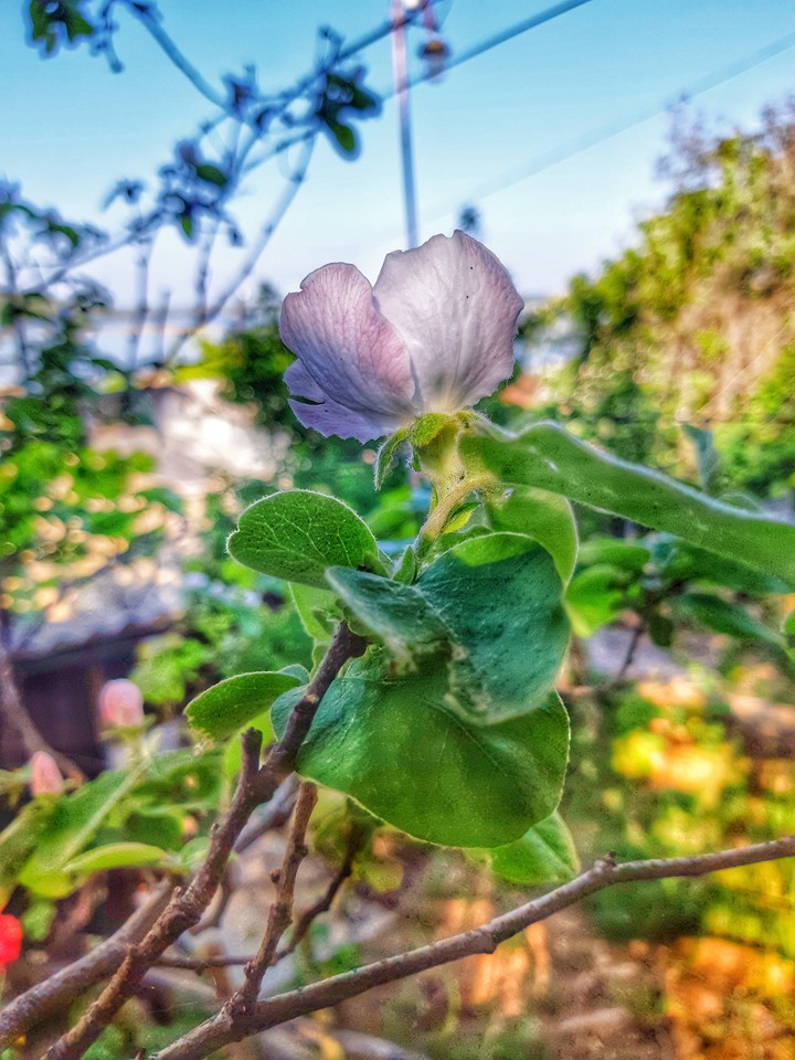 country flower