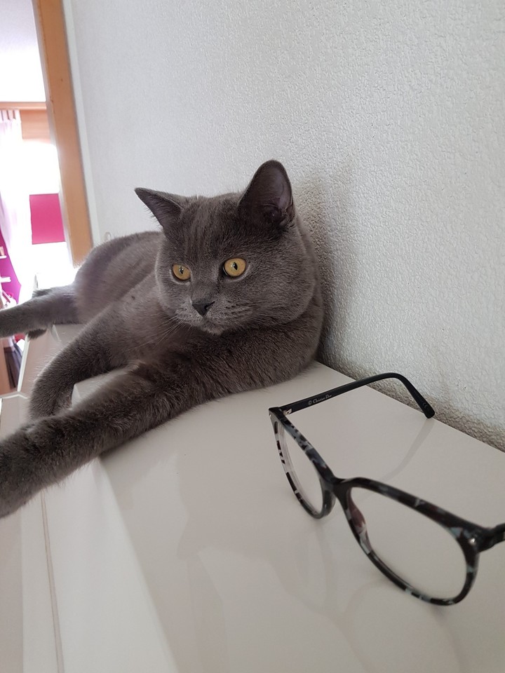 smart cat