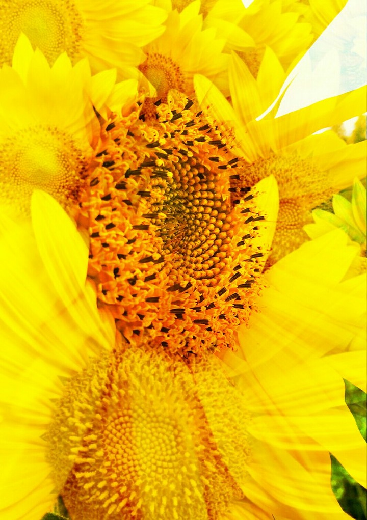 Sunflower