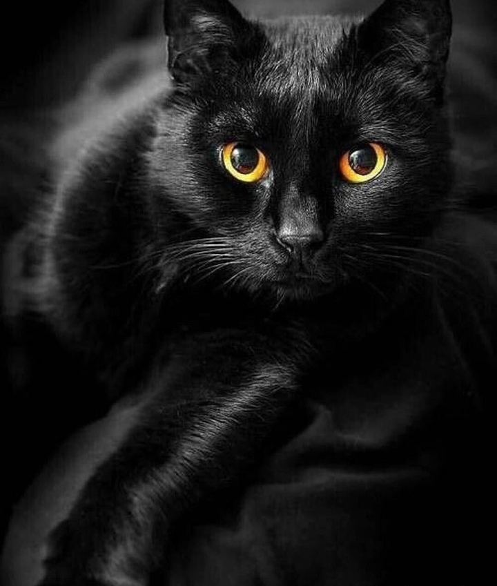 kat