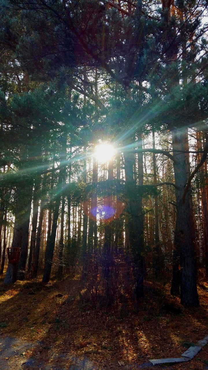 forest