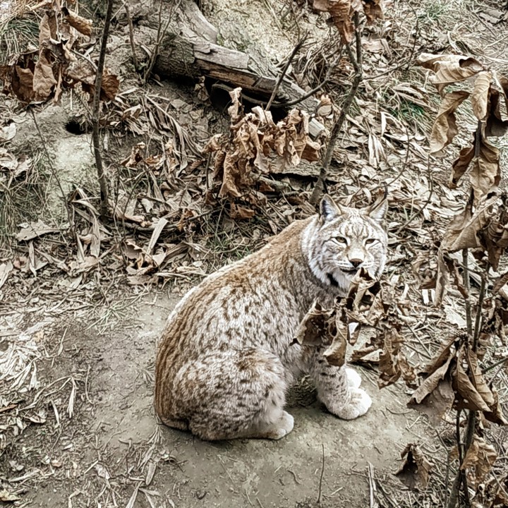 lynx vasilisa. vladivostok