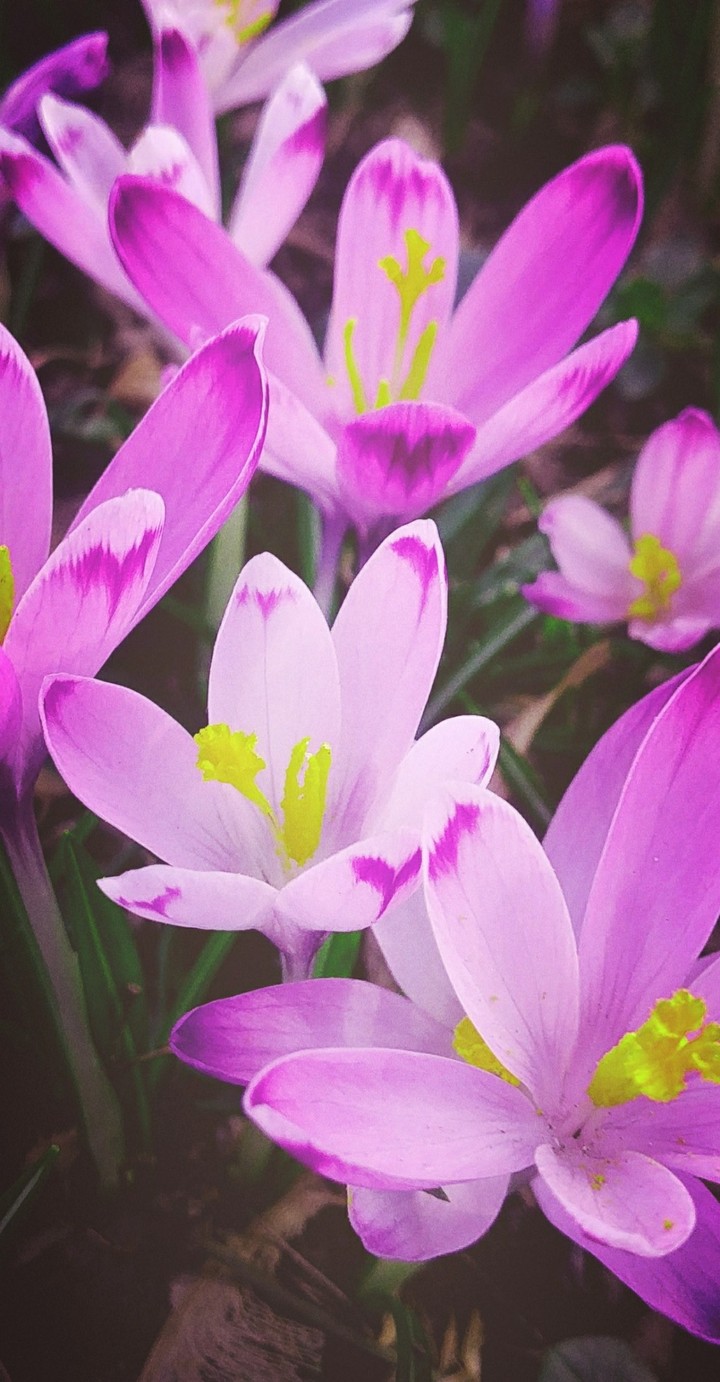 Flowers and magical nature.