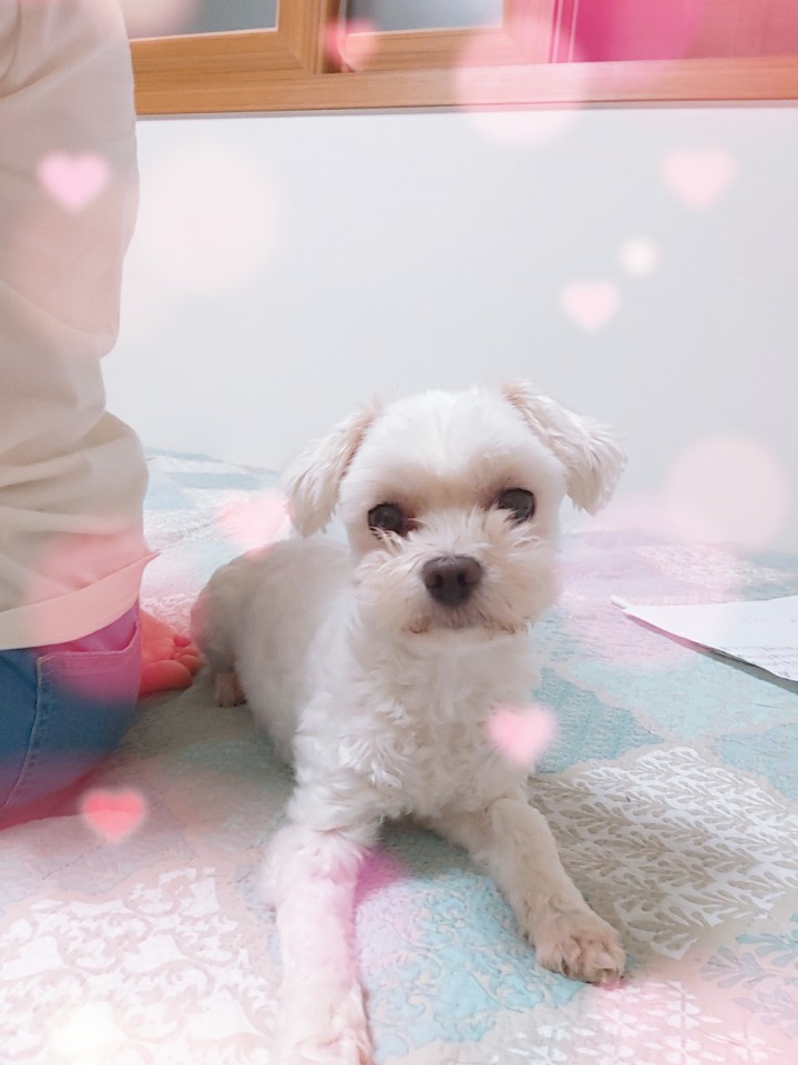 우리 강아지♡(스노우로 찍었어요)