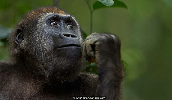 Gorilla