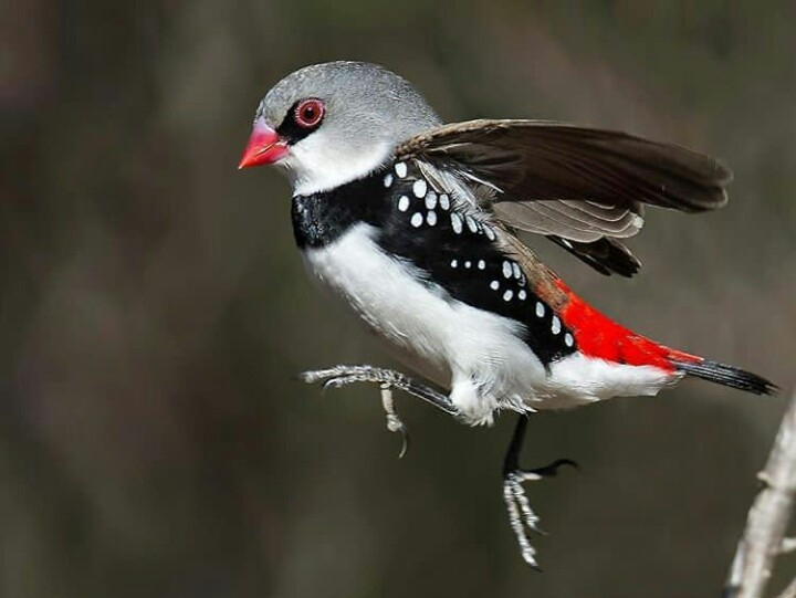 oiseaux⭐⭐⭐