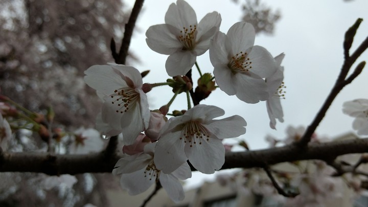 SAKURA