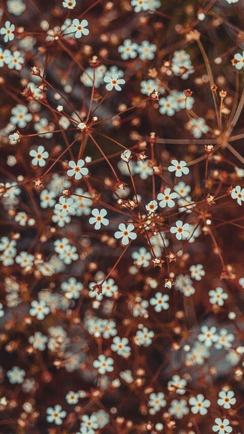 blossom 