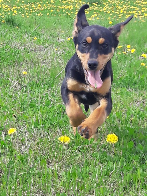 шпалери dog, mammal