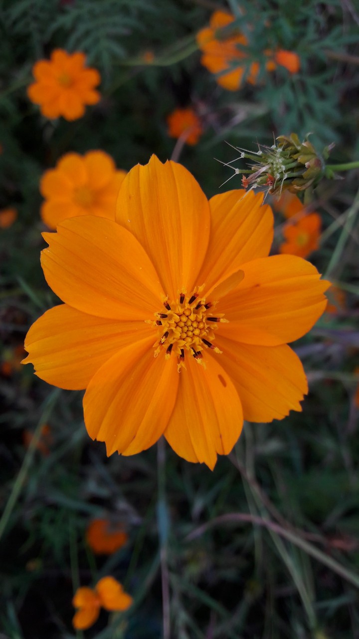 #flower