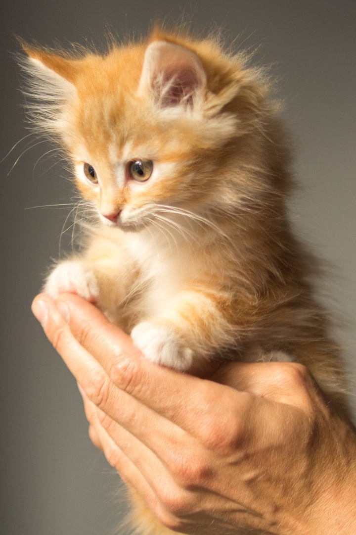 котёнок