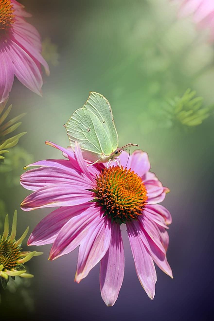 butterfly