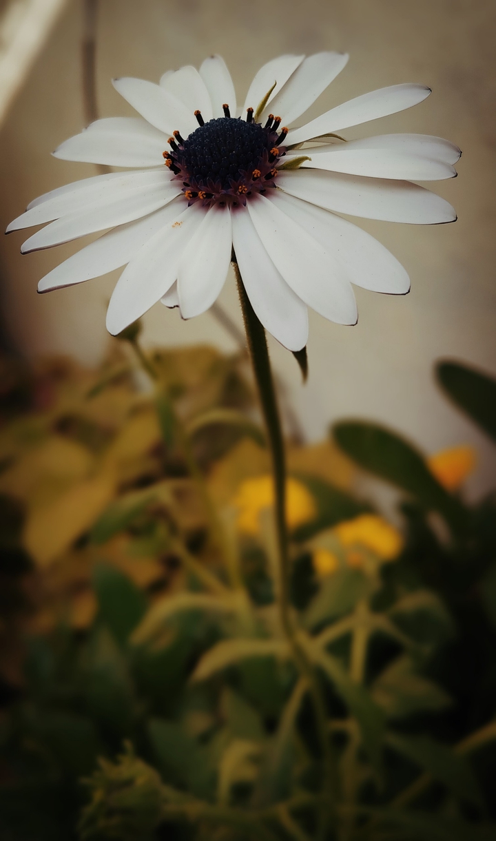 African daisy