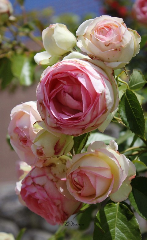 шпалери spring, flowers
