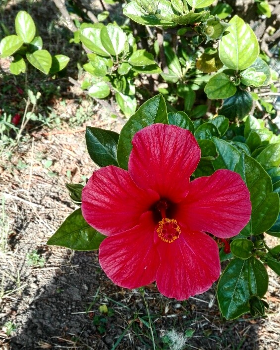 summer flowers