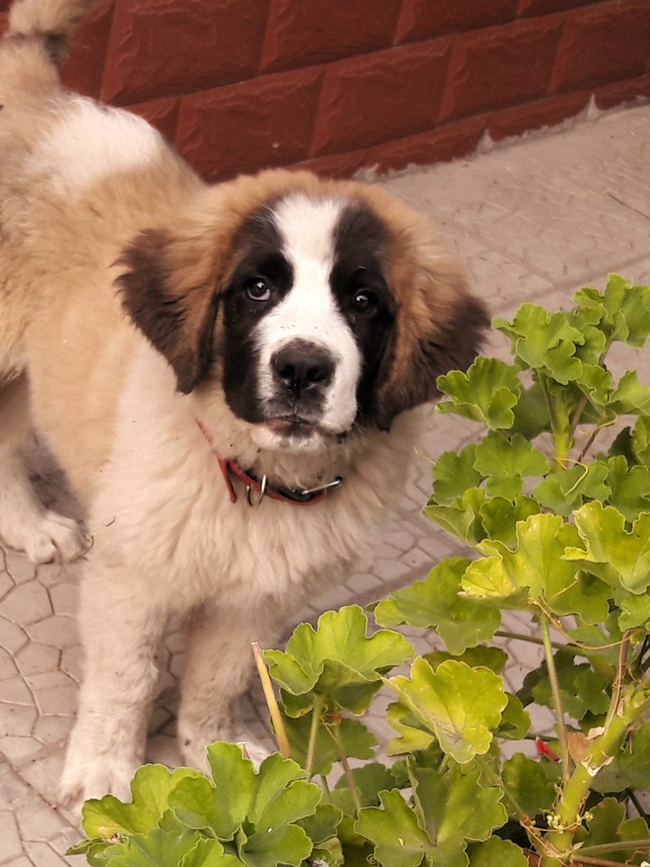 my dog
