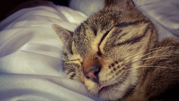 Gato