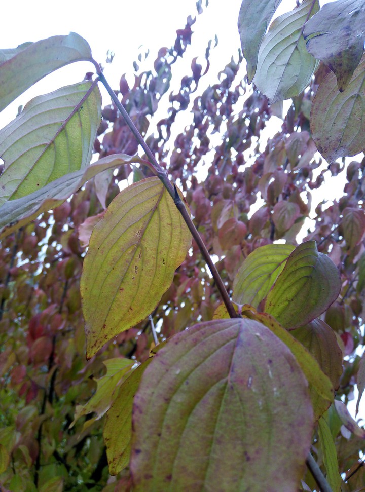 autumn