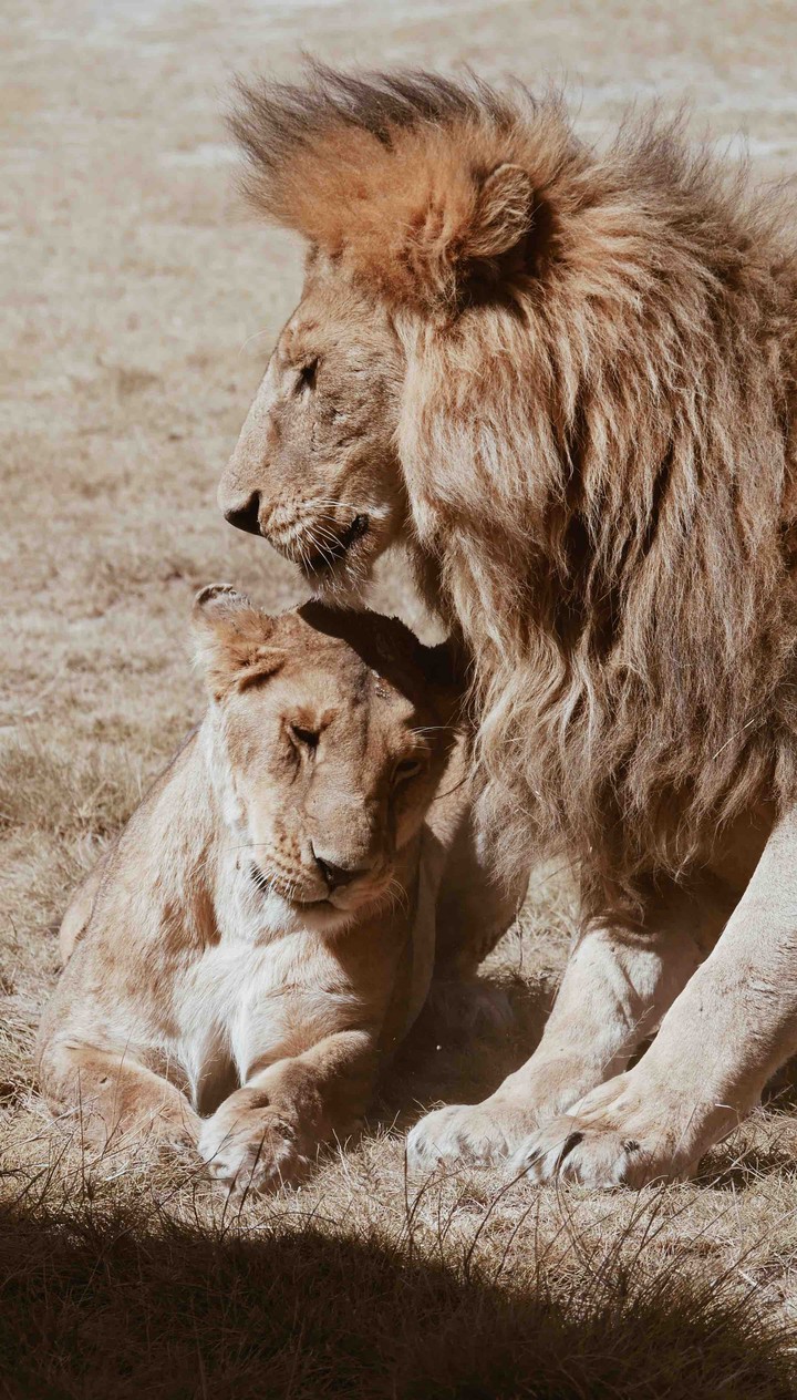 lion