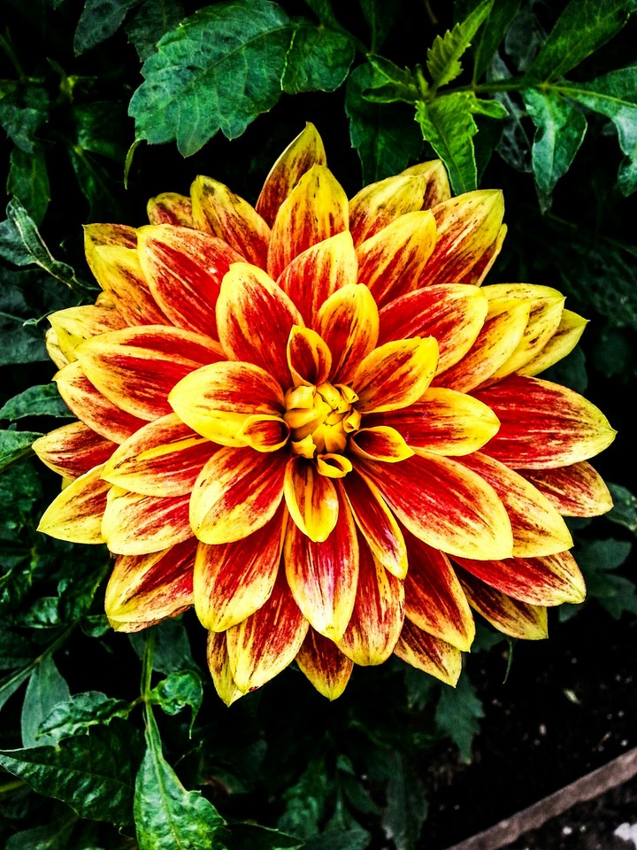 some colors around a public garden 