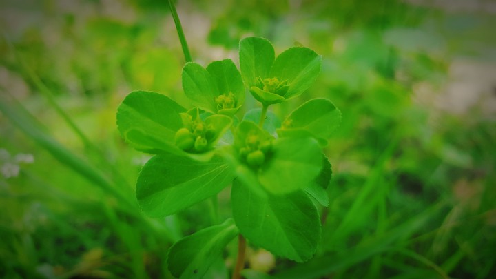 greenery