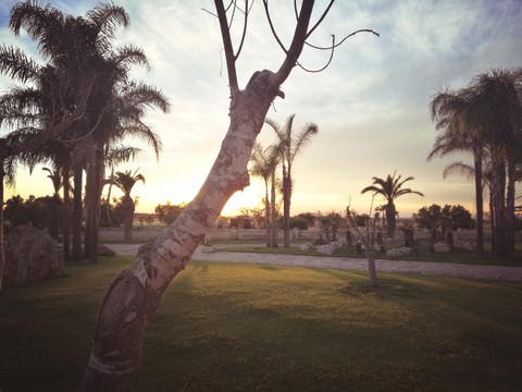 Alberi