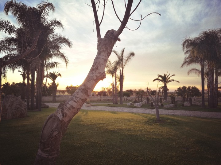 Alberi